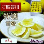 【送料込】 特選 甘熟とさ小夏 約5kg