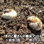きのこ屋さんの菌床マット カブトムシの幼虫2匹付き 昆虫マット 約2.5リットル 無農薬