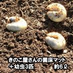 きのこ屋さんの菌床マット カブトムシの幼虫3匹付き 昆虫マット 約6リットル 無農薬