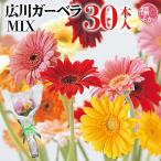  срезанный цветок подарок гербера MIX Fukuoka префектура производство широкий река JA..... женщина День отца день рождения удача .. рынок . покупка 