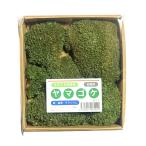 yamagoke120×140mm сад структура . бонсай ..koke geo лама террариум kokelium интерьер зеленый Moss panel материалы для цветочной композиции сделано в Японии 