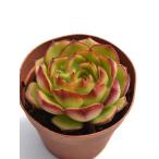 ファイアーリップ