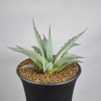 アガベ・ユタエンシス ネバデンシス 9cm鉢