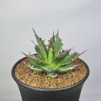 アガベ・ホリダ  9cm鉢