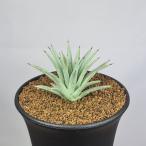  агава * -тактный likta9cm горшок 