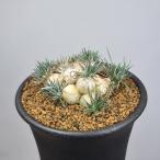 o-nisoga Ram *sa Rudy e колено 7.5cm горшок 