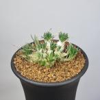 o-nisoga Ram *litopsoites7.5cm горшок 