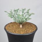 ショッピング鉢 ブルビネ・トルタ  9cm鉢