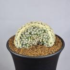 マミラリア・明星 綴化  9cm鉢