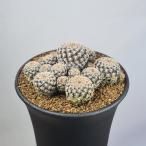 srukoreb Cheer *aug стойка колено менять вид jakbeki дыра JJH0311201 [9cm горшок ]