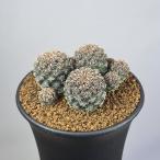 srukoreb Cheer *ka чернушка Lee менять вид a pra nataEM358 [9cm горшок ]