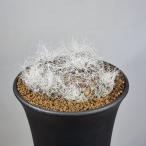 srukoreb Cheer * ад tusi-JD330 [9cm горшок ]