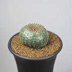  fly редкость *faeoti ska 7.5cm горшок 