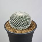 ma Mira задний *perubela9cm горшок 