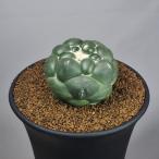 koli вентилятор ta*. нет слоновая кость круг 9cm горшок 