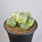 srukoreb Cheer * Len kaePHA0255[9cm горшок ]