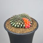 gimnokalikium*. нет .. шар ...7.5cm горшок 