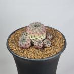 srukoreb Cheer *la корова -( фиолетовый ) 9cm горшок 