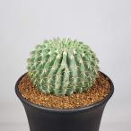 parojia*bi человек gi-9cm горшок 