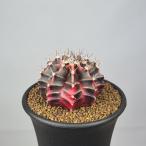 gimnokalikium*....( розовый серия ) 7.5cm горшок 