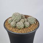 srukoreb Cheer *ta латиноамериканский sis Mini maVZ416 [9cm горшок ]