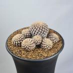 ショッピング鉢 スルコレブチア・ランゲリ RH1639 【9cm鉢】