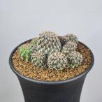 srukoreb Cheer *krugelaePHA0735 [9cm горшок ]