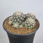 srukoreb Cheer *krugelae менять вид ho fma колено RH0834 [9cm горшок ]