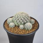 srukoreb Cheer * Chris pa-taHR027 [9cm горшок ]