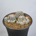 srukoreb Cheer *aug стойка колено PHA0427 [9cm горшок ]