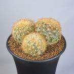 srukoreb Cheer * Patricia eVZ461 [9cm горшок ]