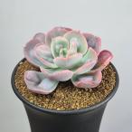 ekebe задний * Heart ti свет 9cm горшок 