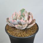 ショッピングエケベリア エケベリア・ビヨンセ錦  9cm鉢