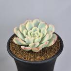 ekebe задний * Mini ma.7.5cm горшок 