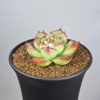 ekebe задний * лунный камень 9cm горшок 