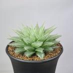 ハオルチア・プリンセスドレス  9cm鉢