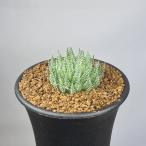  - oru Cheer * ад basea7.5cm горшок 