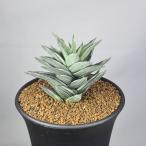  - oruchi OP sis* иллюзия. .9cm горшок 