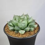  - oru Cheer * Ora Sony 9cm горшок 