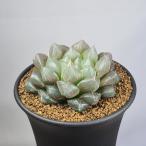  - oru Cheer * Koo Perry pilifelaJDV91/106, N of Kingwilliamstown 9cm горшок 