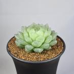  - oru Cheer * тигр nsiens9cm горшок 