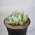 ハオルチア・ブルーレンズ  9cm鉢