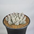  - oru Cheer *CR-1 [9cm горшок ]