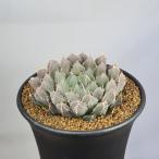  - oru Cheer * иметь . Koo Perry 9cm горшок 