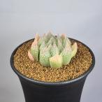  - oru Cheer * белый снег . шт 9cm горшок 