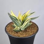  - oruchi OP sis* limi fo задний .9cm горшок 