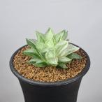 ハオルチア・氷砂糖錦  7.5cm鉢