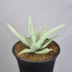  алоэ * moon Dance 9cm горшок 