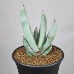  алоэ *peto Ricoh la9cm горшок 