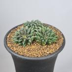  - oru Cheer * park si дыра 7.5cm горшок 